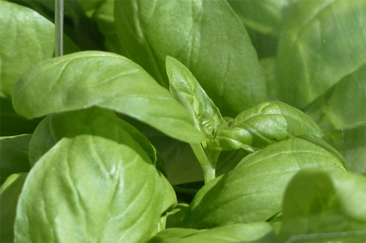 basil-115346_1280