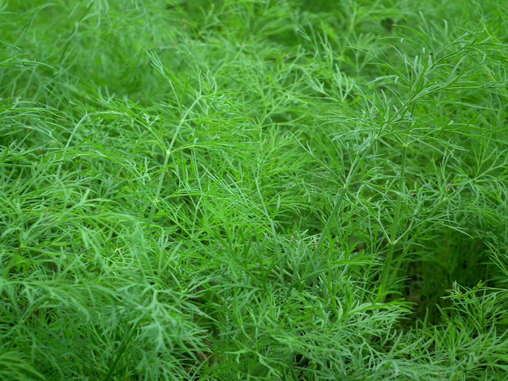 dill-261044_1280